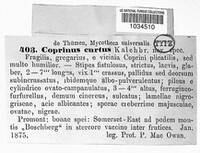 Coprinellus curtus image